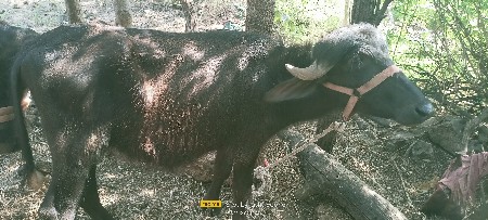 પાડી વેસવાની છે