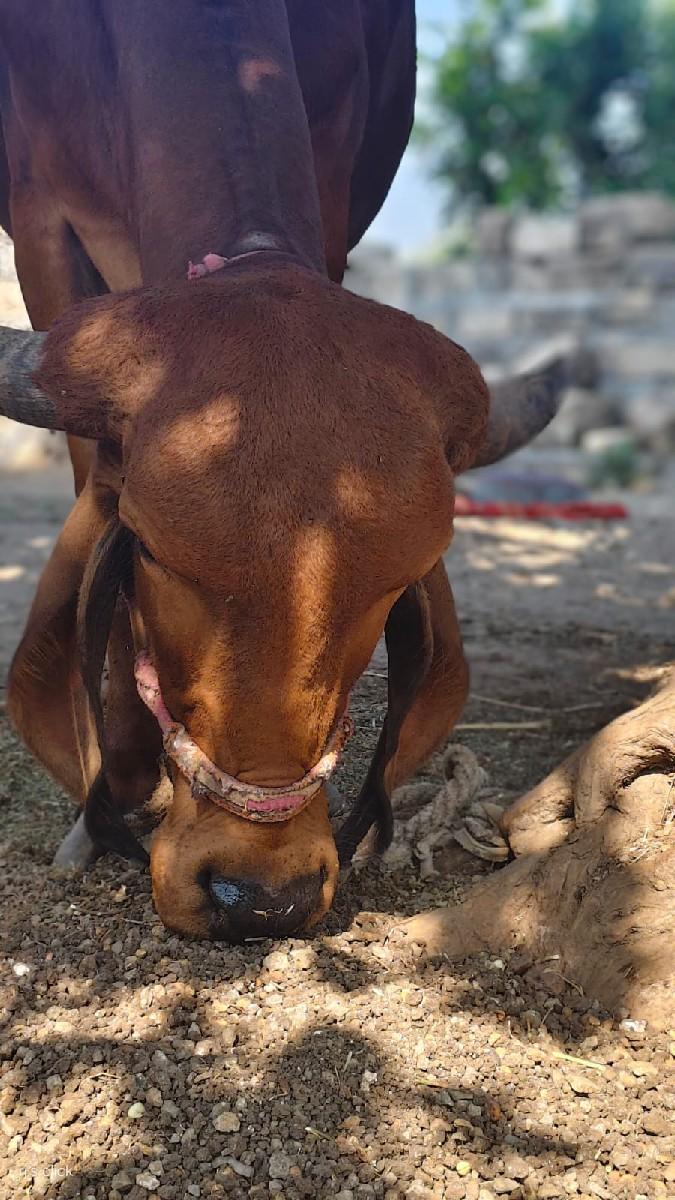 ગિર ગાય વેચવાની છે..