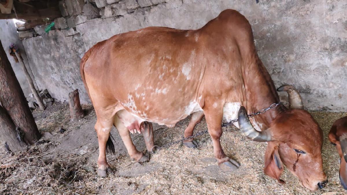 थंबनेल 3