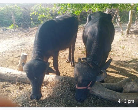 ભેંસ વેચવાની છે