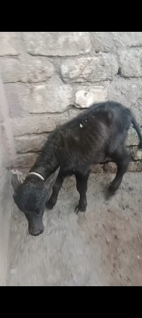 ચોથું વેતર