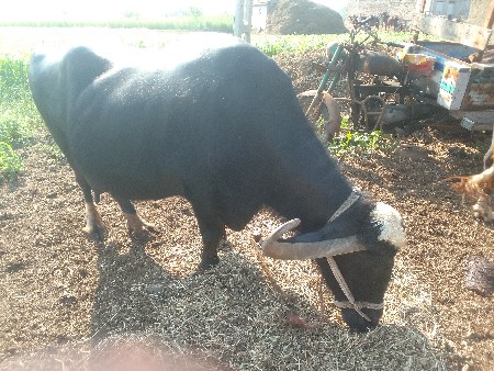 થંબનેલ 3