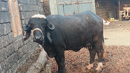 ભગરી ખડેલી વેચવાની છે