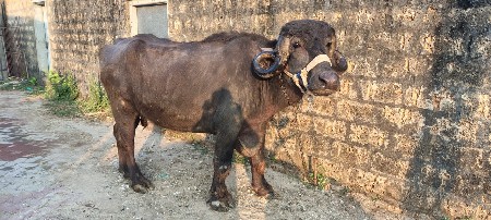 અમિત રાઠોડ