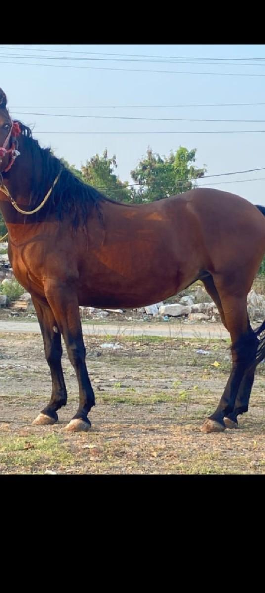 આ ધોડી વેસવાની સે સાટા કરવાના સે