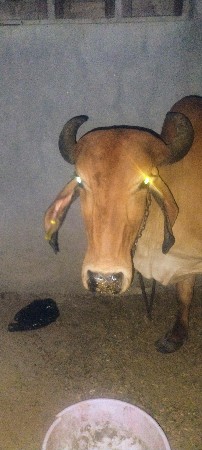 વેચવાની છે