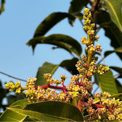 આંબા ના બગીચાનો ઈજારો આપવાનો છે.