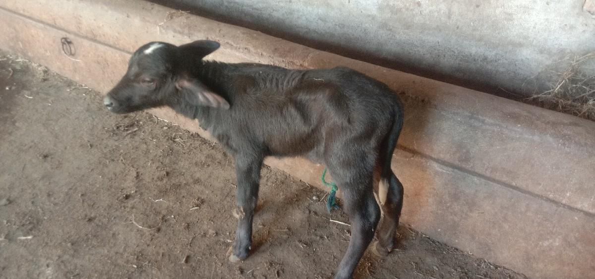 थंबनेल 5