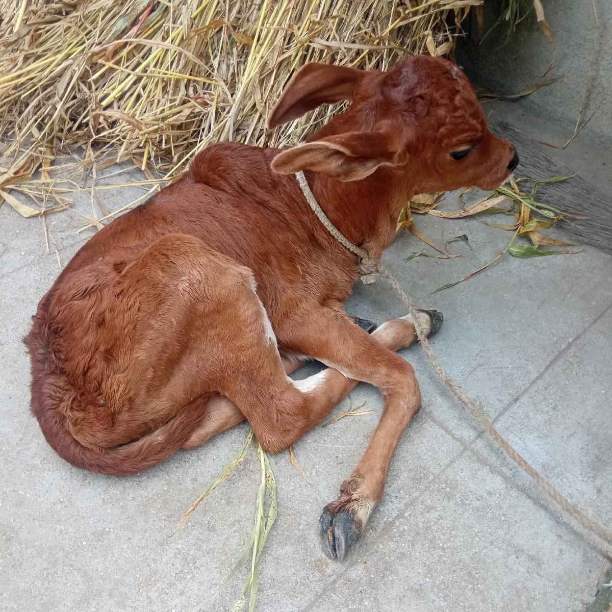 થંબનેલ 2