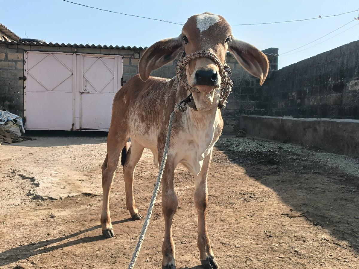 थंबनेल 2