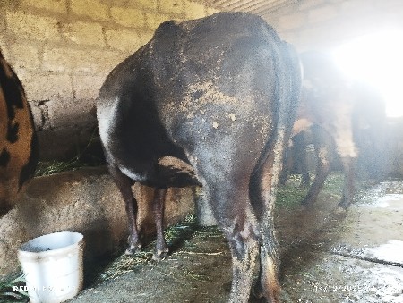 જર્સી ગાય વેચવાની છે