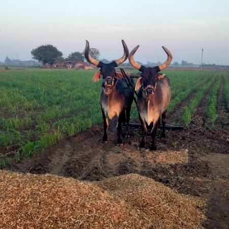 બળદ વેચવાના છે