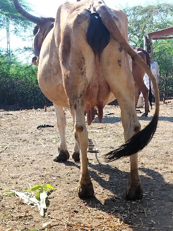 थंबनेल 3