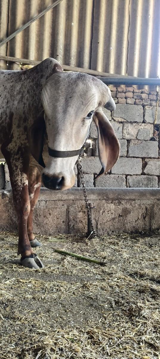 થંબનેલ 3