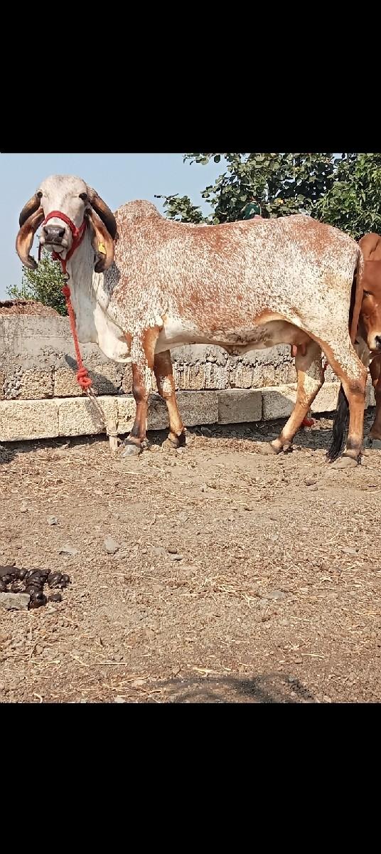 થંબનેલ 2