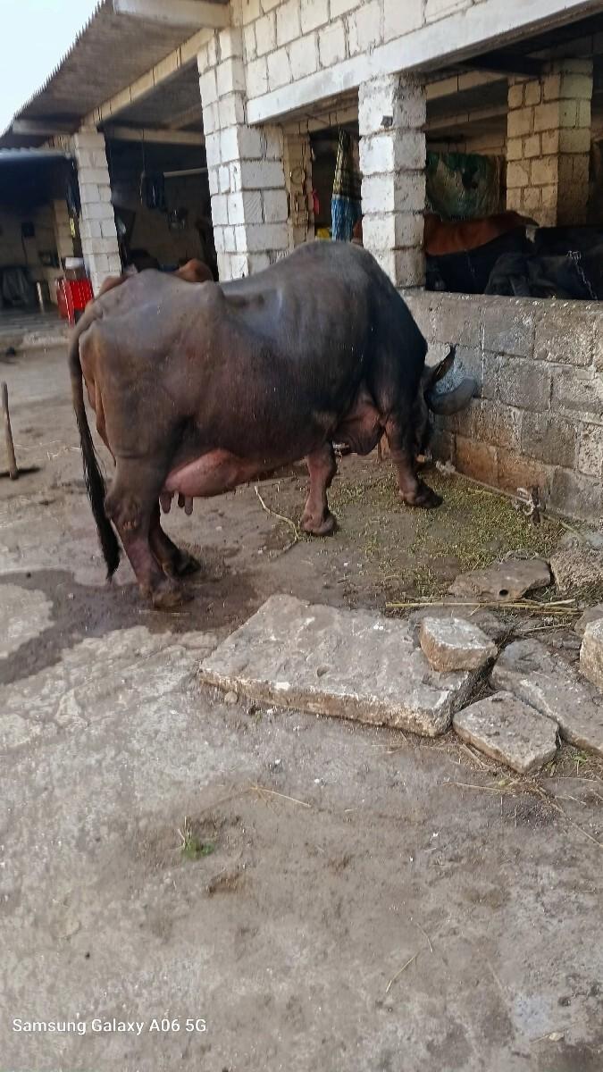 થંબનેલ 3