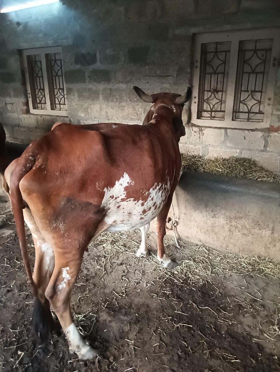 थंबनेल 2