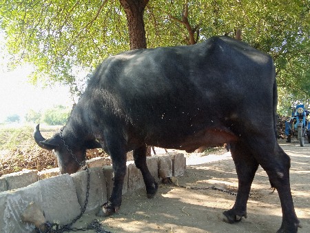 થંબનેલ 2