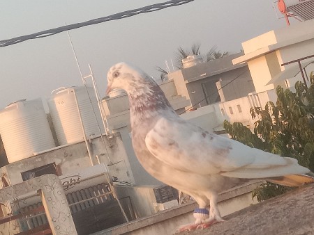 થંબનેલ 2