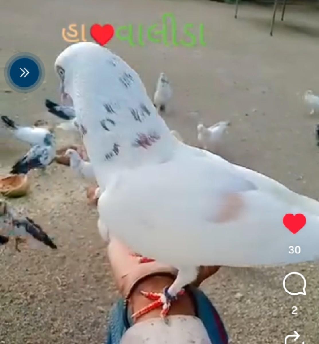 થંબનેલ 2