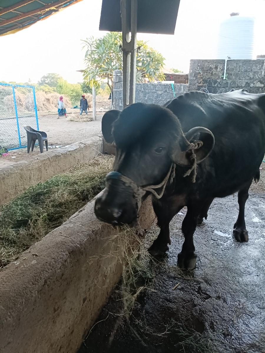 થંબનેલ 2