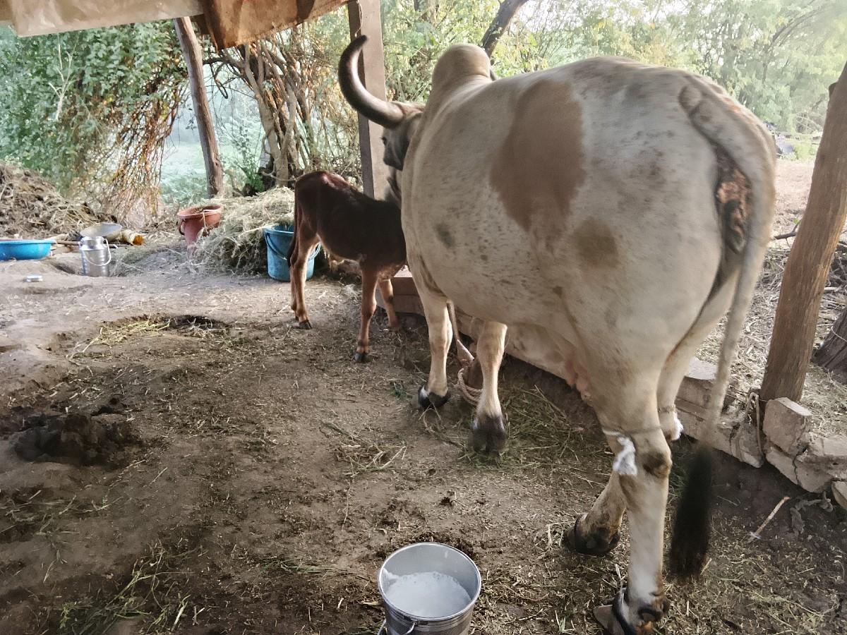 ત્રીજું.વેતર.દોવાની.જવાબદારી