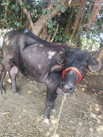 થંબનેલ 2