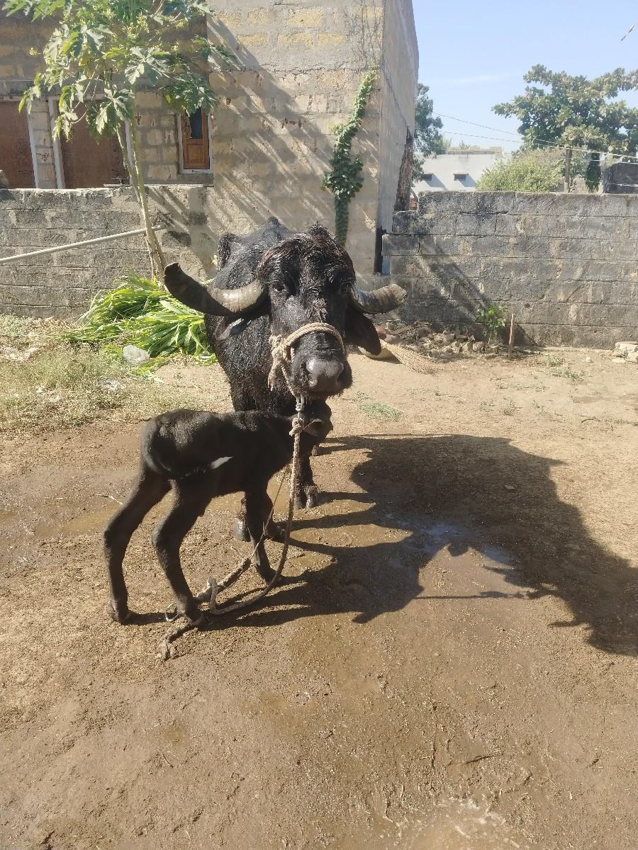 થંબનેલ 3