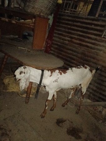 થંબનેલ 3