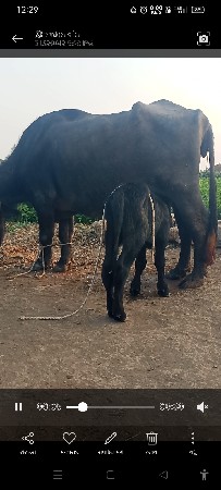 ભેંસ વેચવાની