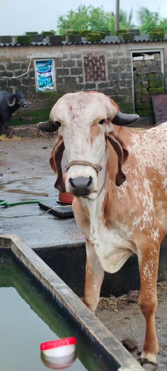 थंबनेल 3