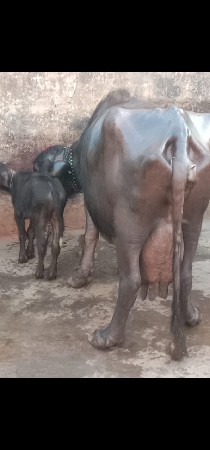 થંબનેલ 2