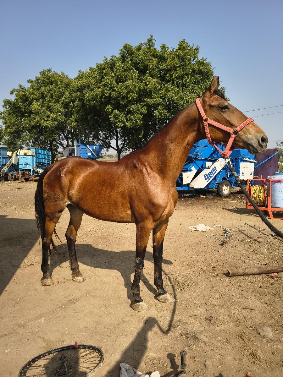 થંબનેલ 2