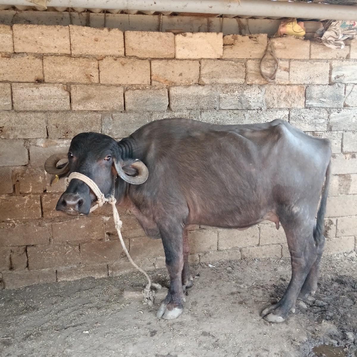 ભેંસ વેચવાની છે