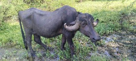 ભેંસ વેચવાની છે