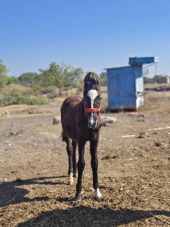 થંબનેલ 2