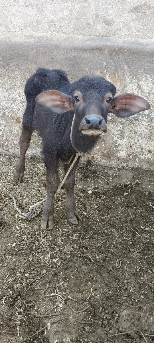 થંબનેલ 2