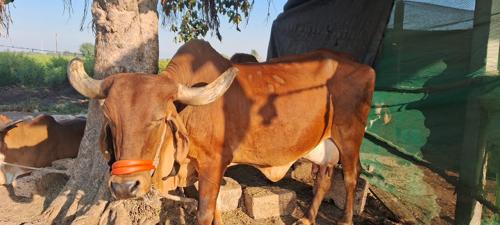 ગાય વેચવાની છે.