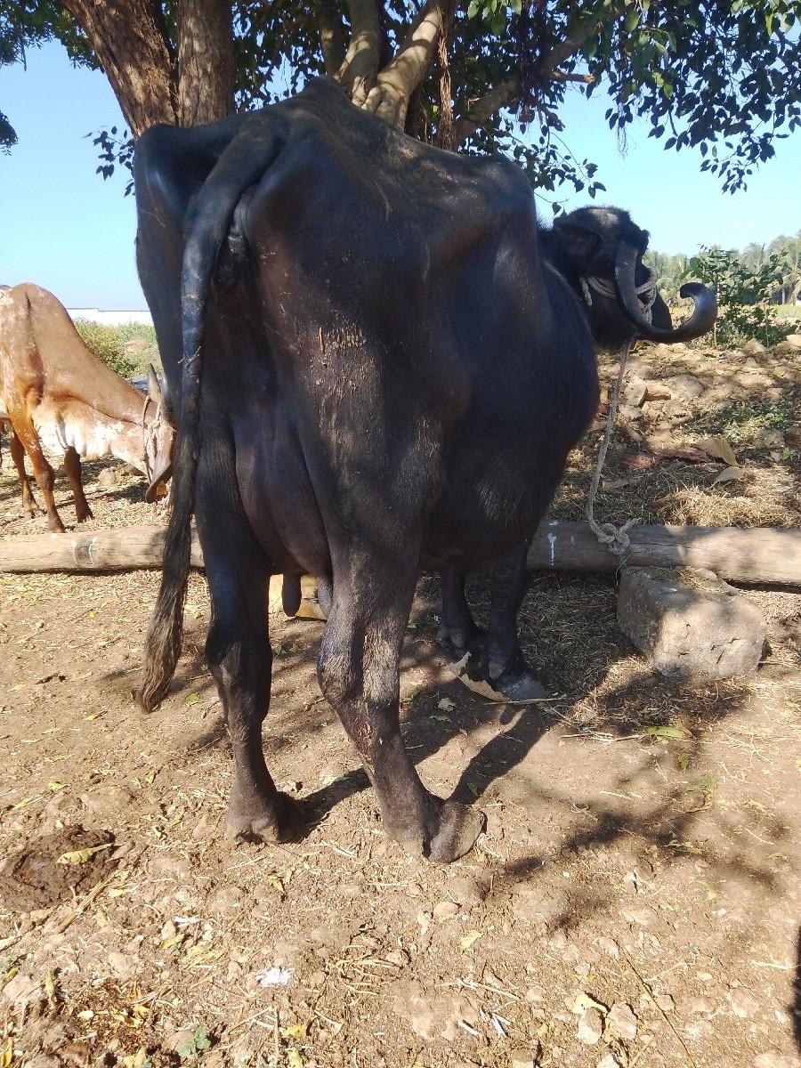 थंबनेल 3