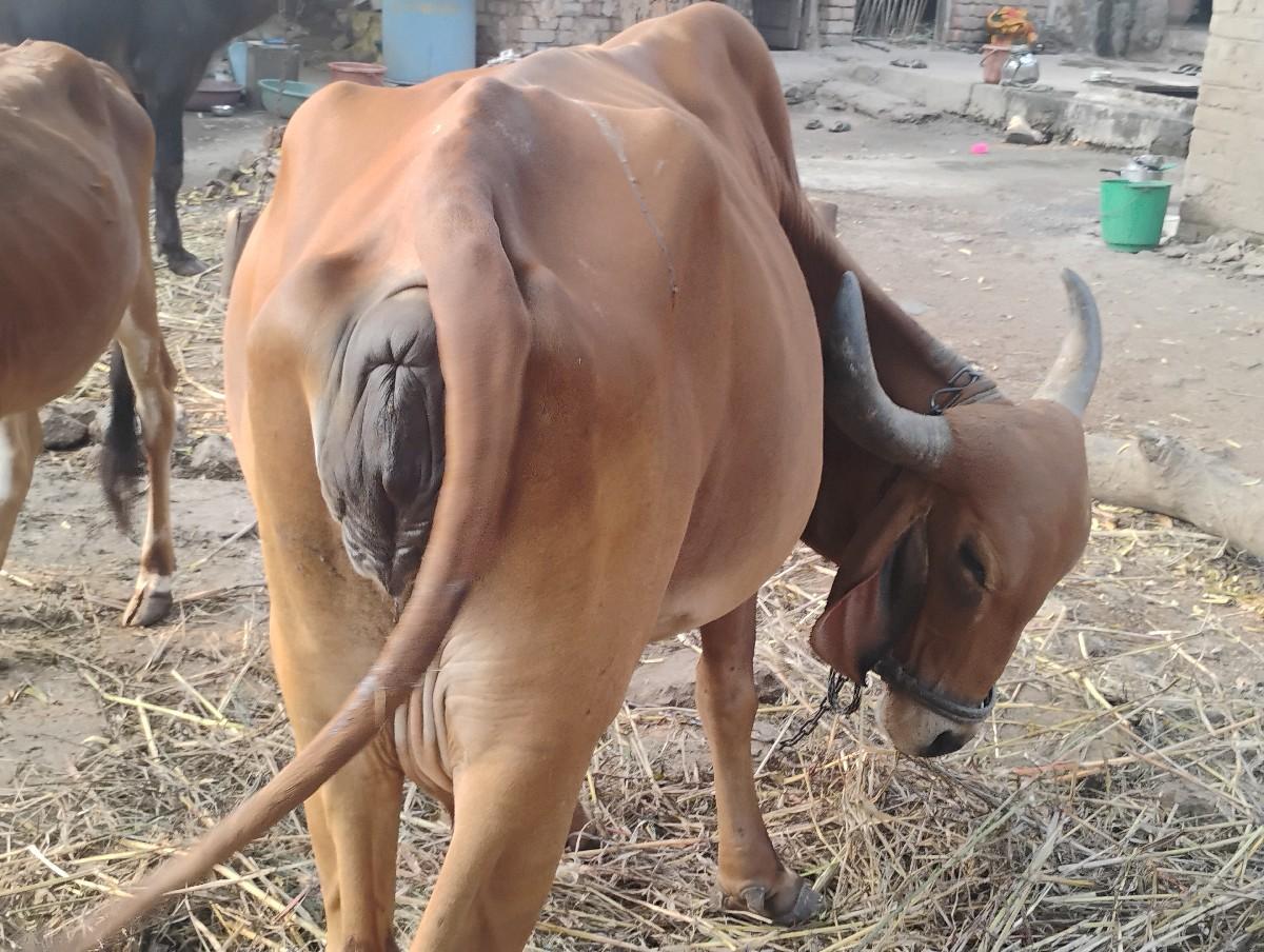 થંબનેલ 3