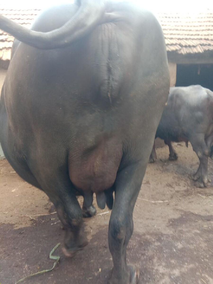 થંબનેલ 2