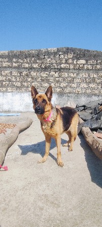 jarman sefad female dog sell