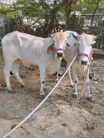 थंबनेल 2