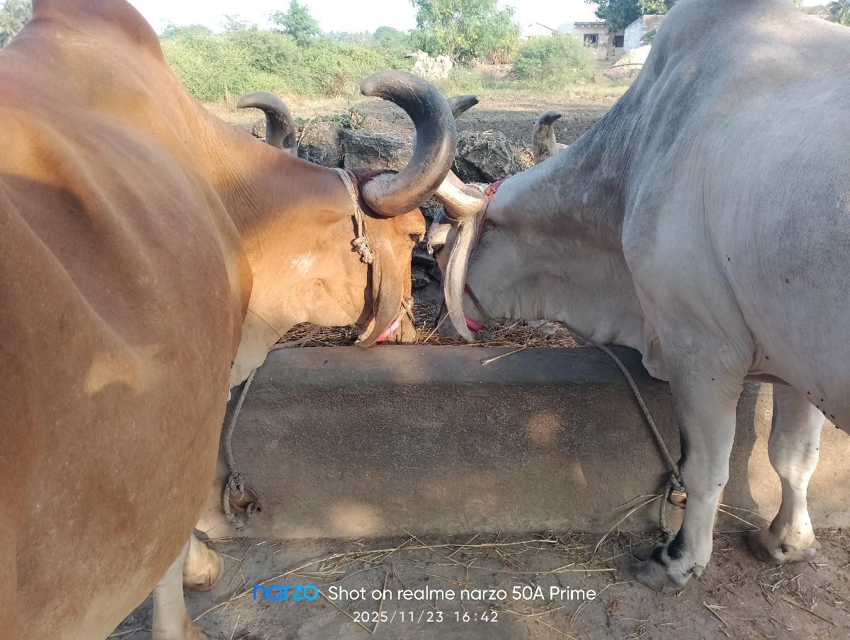 બળદ વેચવા ના છે