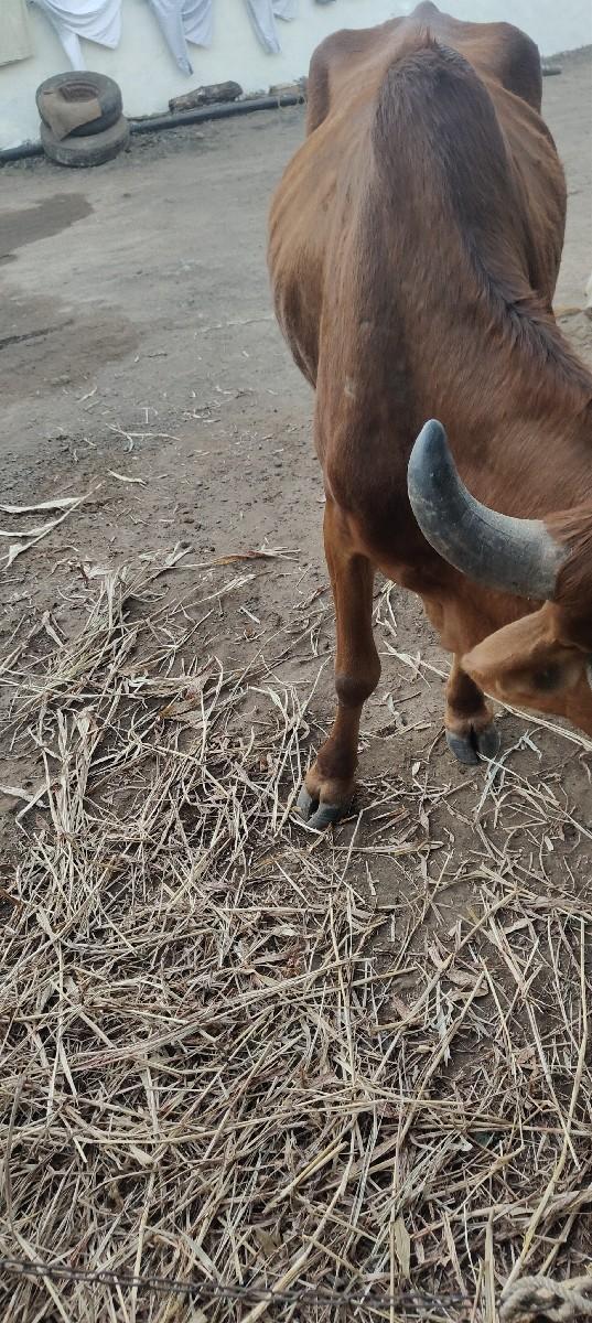 थंबनेल 3