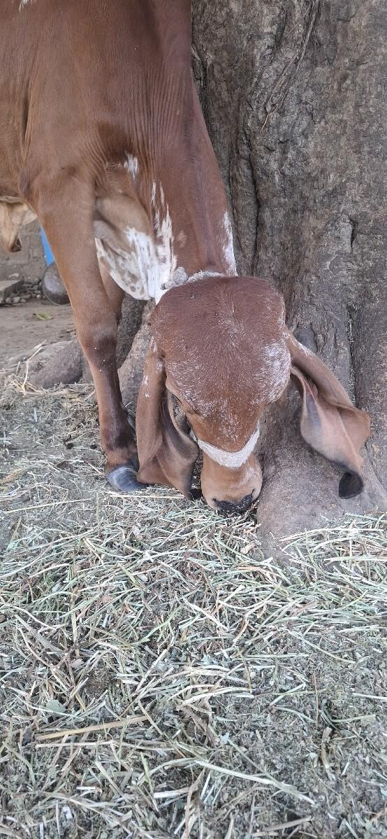 थंबनेल 2