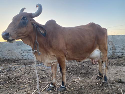 ગાય વેચવાની છે