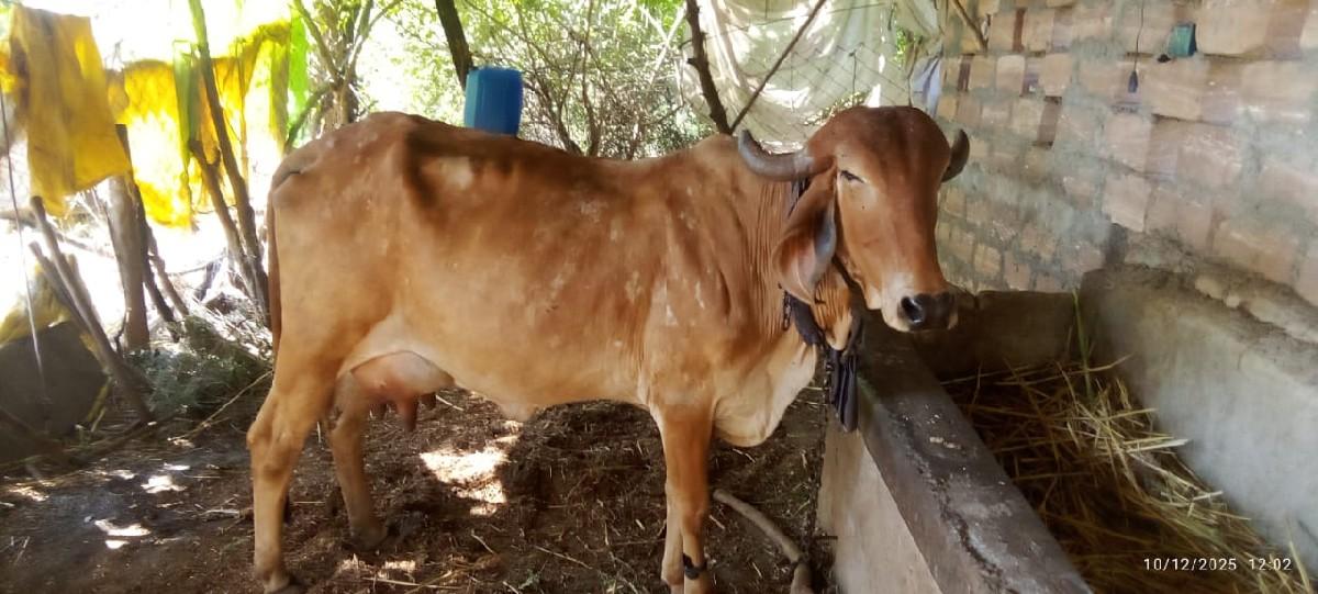 ગાય વેચવાની છે