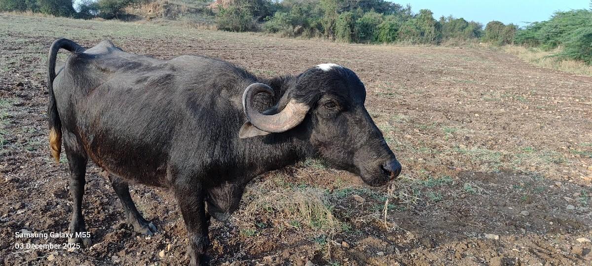 ભેસ વેચવાની છે
