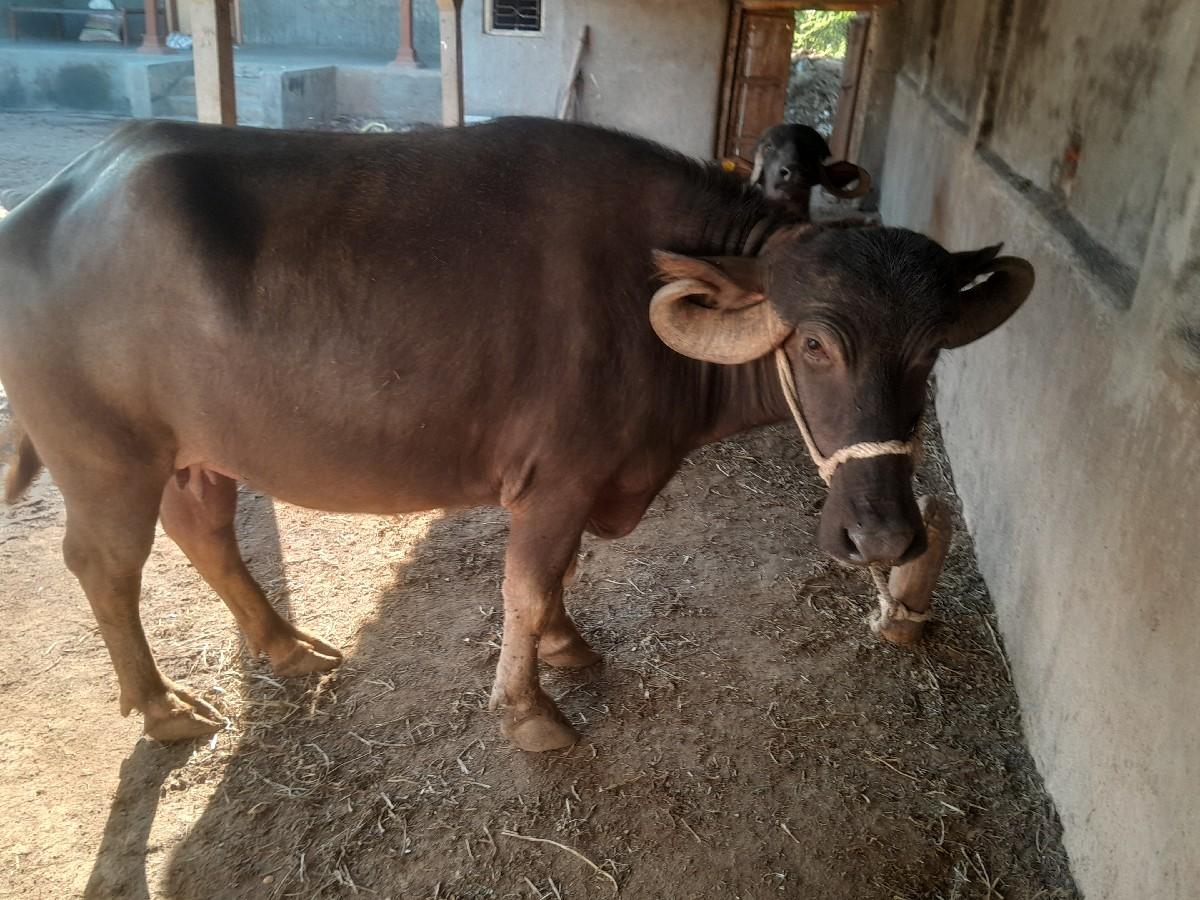 વેસવાની છે